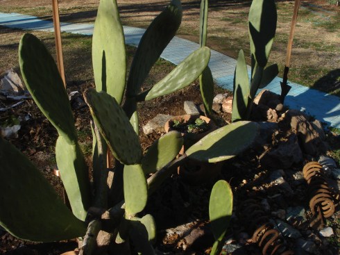 I was happy to find, when I removed the freeze cloth, my nopal cacti had grown alot.